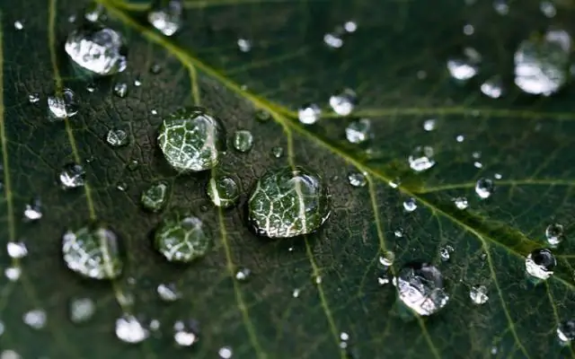 Воздействие капель воды на листья быстро вызывает у растений стрессовые реакции