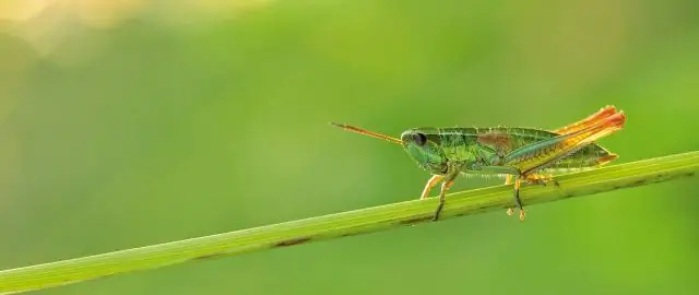 Сокращение численности насекомых больше, чем предполагалось: причины сокращения численности насекомых и утраты биоразнообразия следует искать на уровне ландшафта