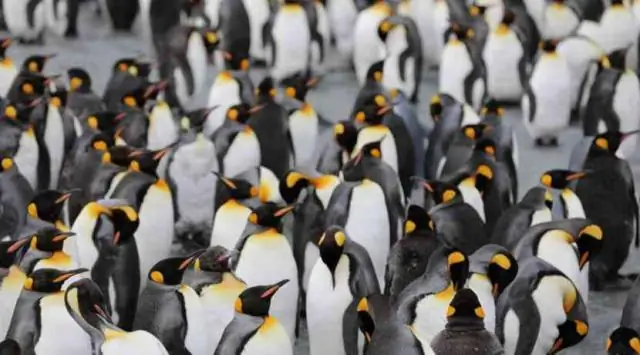 Климатические модели и геология раскрывают новое понимание восточноазиатского муссона