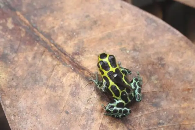 Исследования животных в зоопарках смещены в сторону «популярных» видов