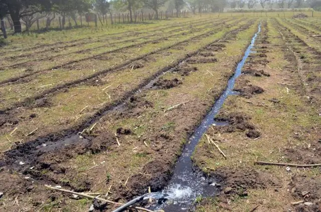 Гены сбора урожая для улучшения арбузов