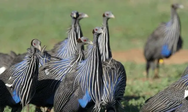 У птиц обнаружено сложное общество
