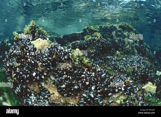 Micro-Electro-Fluidic Probe (MeFP) для выделения клеток и создания паттернов