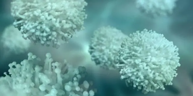 Микробы собирают электроны: обнаружен новый процесс