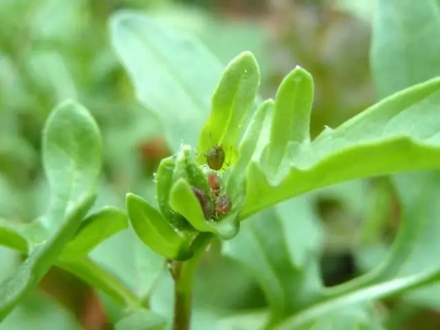 Полезные насекомые и изменение ландшафта