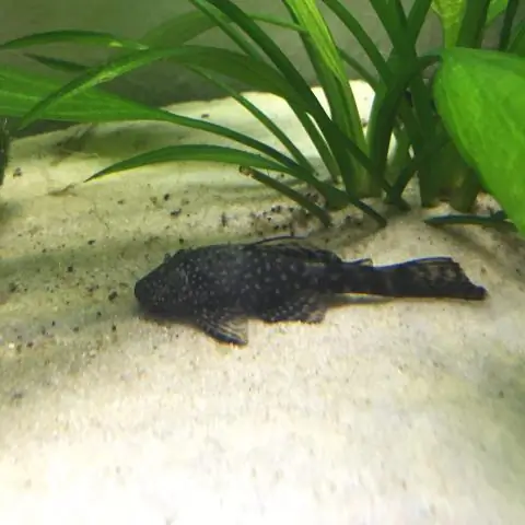 Инвазивные синие сомы могут переносить высокую соленость: указывает на возможность дальнейшего распространения в Чесапике и заливе Делавэр