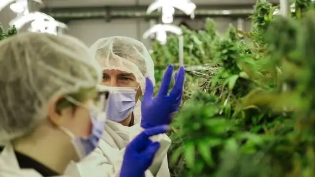 Блокировка каннабиноидных рецепторов влияет на развитие рыбок данио, показывают исследования