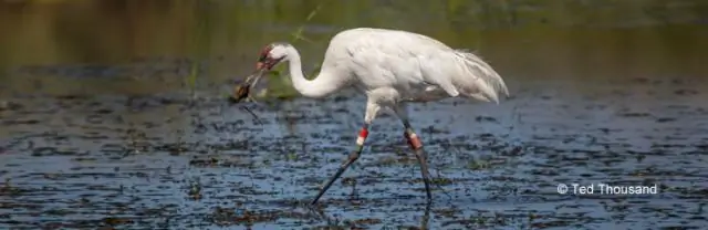 Аптека в джунглях показывает, какие лекарственные растения выбирают коренные жители