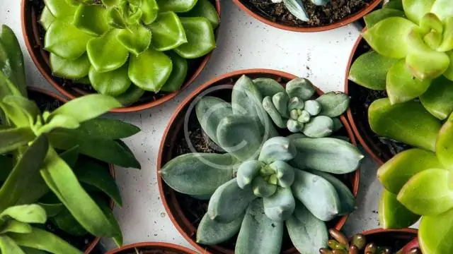 Исследование: на самом деле, растения в горшках не улучшают качество воздуха в помещении: десятилетия исследований растений в горшках не выдерживают испытания за пределами лаборатории