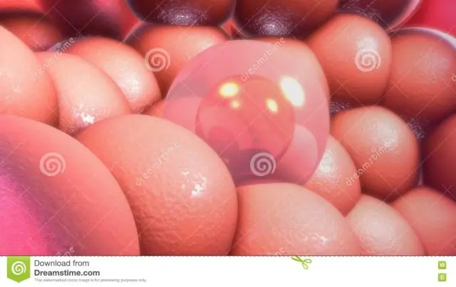 Цитоплазма яичницы-болтуньи организуется в клеточноподобные структуры