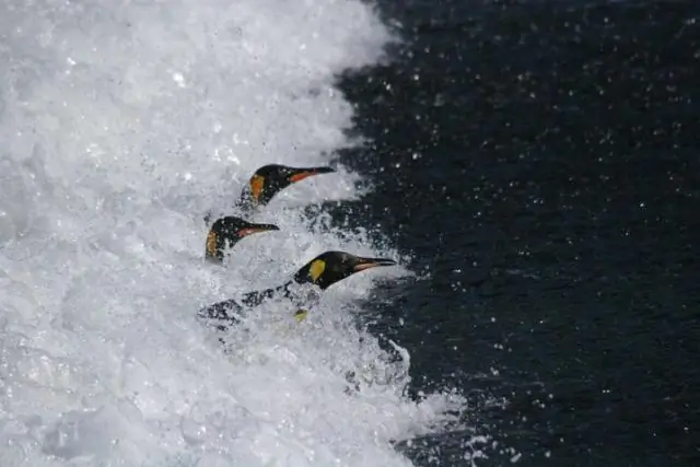 Если потепление не замедлится, императорские пингвины будут идти к вымиранию