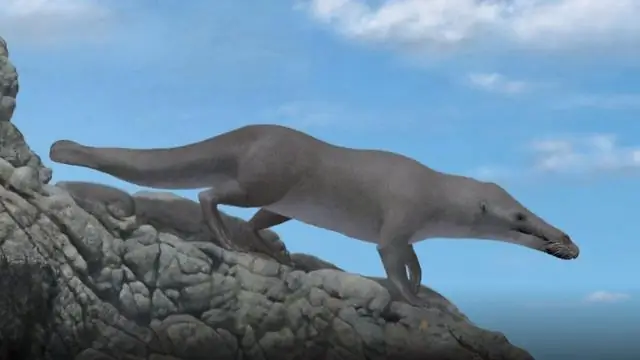 Раннее расселение четвероногих китообразных: кит-амфибия из среднего эоцена