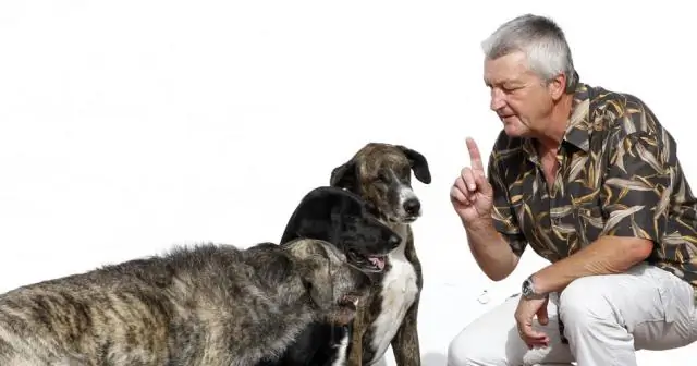 Способность человека читать выражение лица собаки приобретается, а не является врожденной