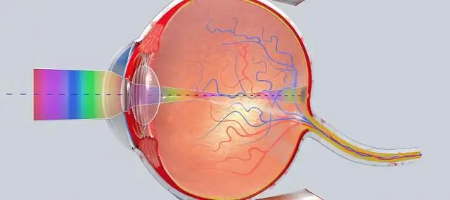 Ученые составили карту личности мыши