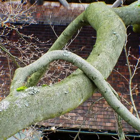 Как два штамма одной бактерии объединяются, вызывая плотоядную инфекцию