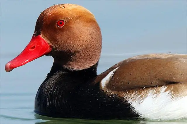 Запасной план природы по превращению азота в питательные вещества для растений