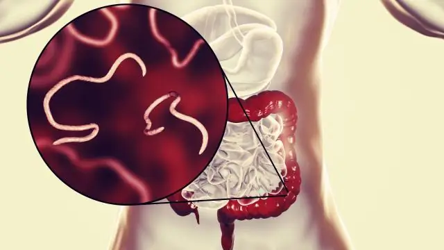 Летучие мыши не полагаются на кишечные бактерии, как люди