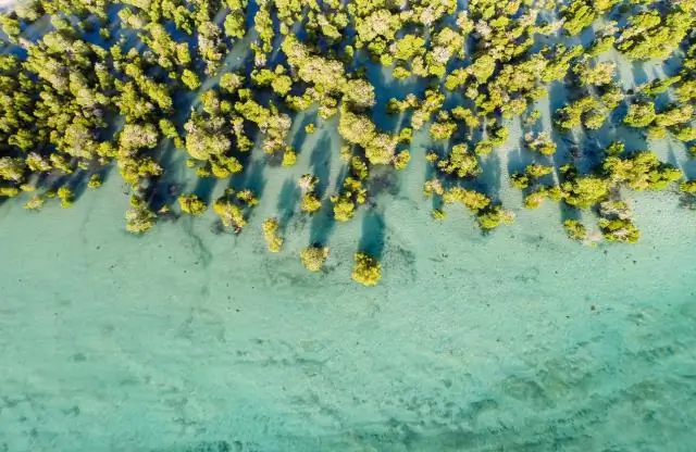 Здоровые мангровые заросли помогают рыболовству коралловых рифов в условиях климатического стресса