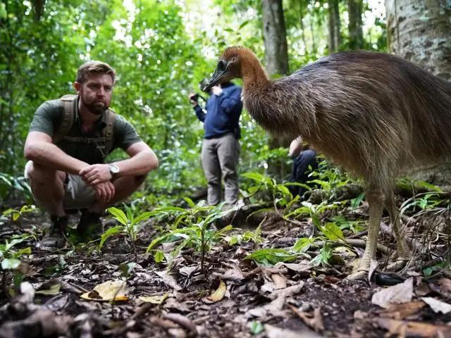 Вымершая гигантская обезьяна напрямую связана с живым орангутангом