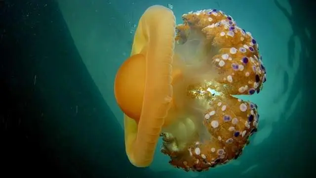 Как гигантские водоросли могут реагировать на изменение климата: в меняющемся океане репродуктивный успех гигантских водорослей зависит от того, откуда они