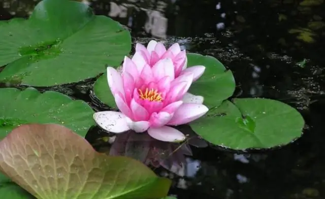 Фотосинтез некоторых водных растений зависит от ландшафта: стоки из почвы и окружающей среды обеспечивают необходимый для жизни углерод