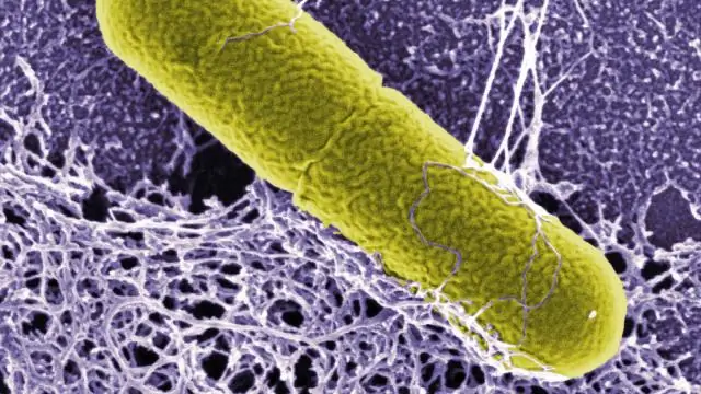 Т-боксы в бактериях могут стать мишенью для новых антибиотиков