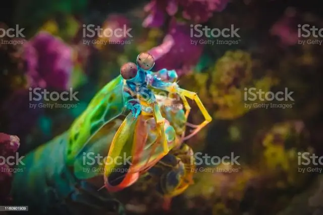 Креветки-богомолы против диско-моллюсков: красочные морские существа не просто ослепляют