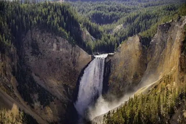 Йеллоустонские мигрирующие бизоны манипулируют весенней зеленью