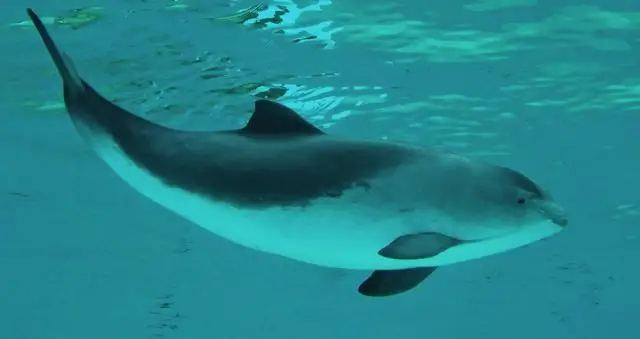 Находящиеся под угрозой исчезновения киты реагируют на изменения окружающей среды: новые документы исследования изменили движения южных китов в Массачусетском заливе