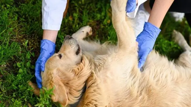Кости собак и овец помогают раненым голубям снова летать