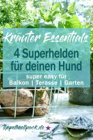 Разрыв пузыря: раскрытие вкусных генетических секретов гигантских одноклеточных существ: исследователи раскрывают закономерности экспрессии генов в морском винограде