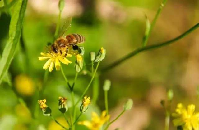 Дрожжи в нектаре могут стимулировать рост пчелиных семей