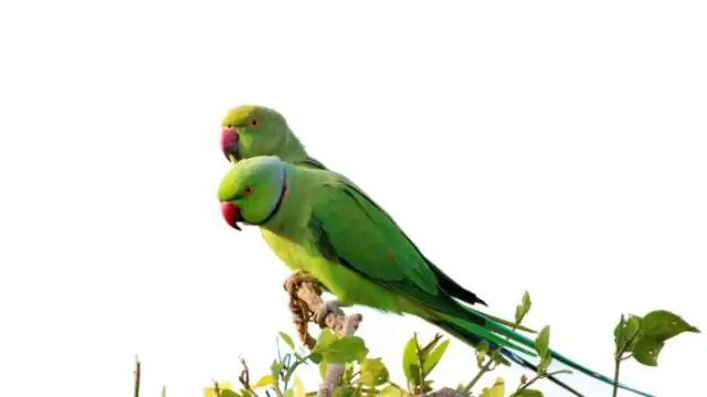 Вирус восточного конского энцефалита представляет новую угрозу