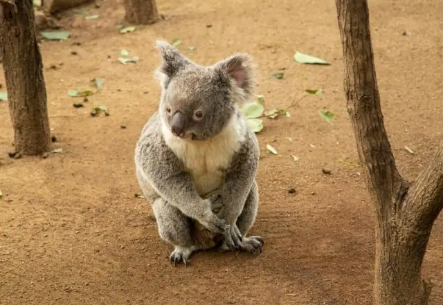 Лесные пожары в голубых горах Орегона станут более частыми и серьезными из-за изменения климата