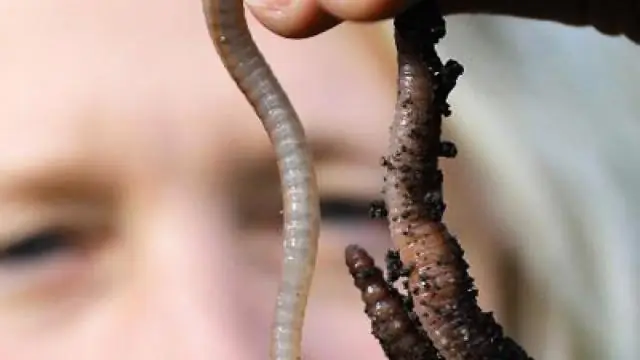 Ученый раскапывает средневековое узбекское кладбище