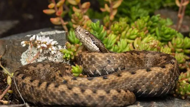 Распутывание ядовитого укуса исчезающего млекопитающего