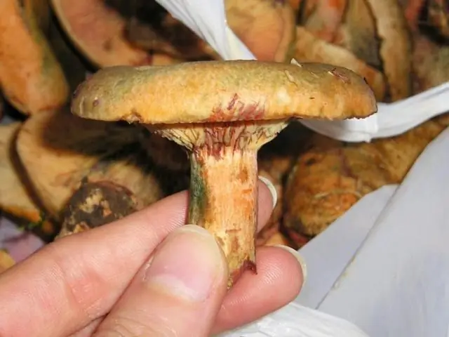 Использование грибов для поиска медицинских препаратов