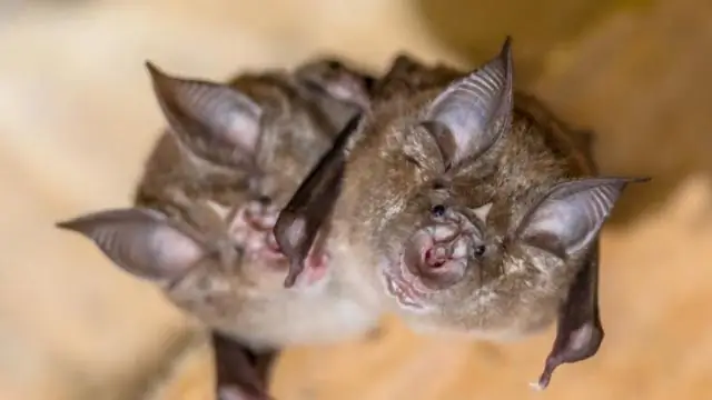 Ученые анализируют и переделывают формирование белковых паттернов