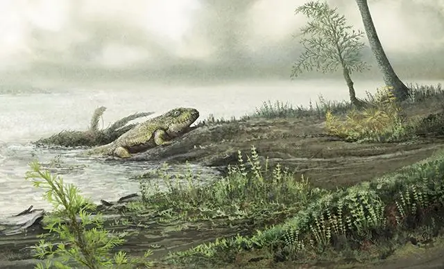 Эмбрионы животных эволюционировали раньше животных