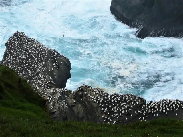 Типы сохраняют прохладу благодаря своему большому клюву: морские птицы с большими клювами могут быть способны к более длительным полетам