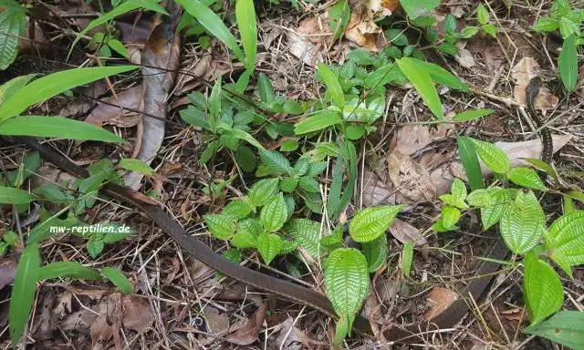 Плотоядный динозавр отращивал все свои зубы каждые несколько месяцев: майюнгазавр жил на Мадагаскаре около 70 миллионов лет назад