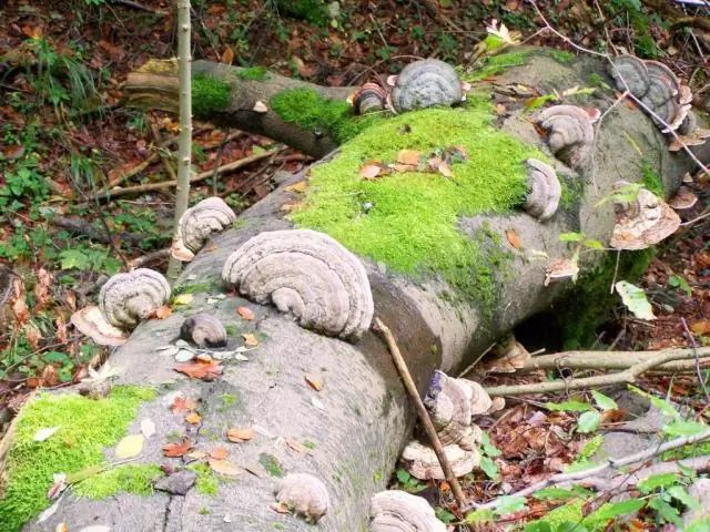 Почти 40% видов растений очень редки и уязвимы к изменению климата