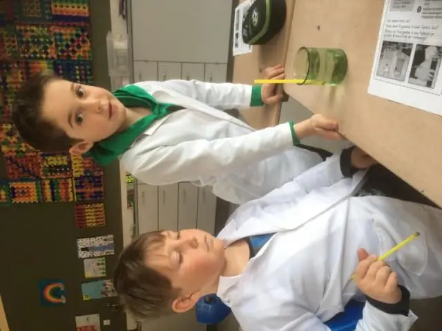 Исследователи изучают кур, страусов и пингвинов, чтобы узнать, как эволюционировали маховые перья