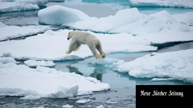 Глобальный уровень биоразнообразия может быть ниже, чем мы думаем, предупреждает новое исследование