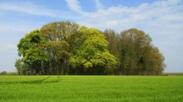 Крошечные леса важнее, чем считалось ранее