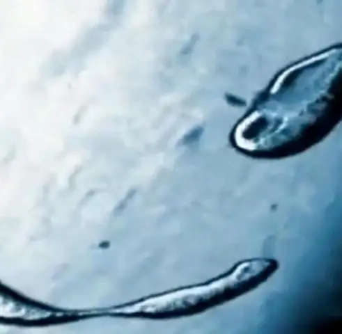 Бесклеточная синтетическая биология достигла совершеннолетия: бесклеточные системы могут оказать существенное влияние на общество, от окружающей среды до медицины и образования