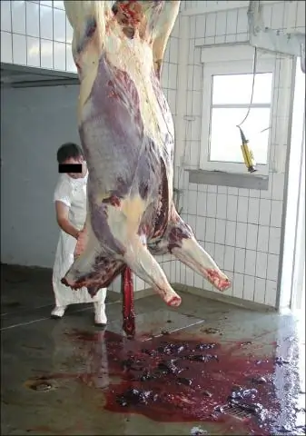 Глазами животных