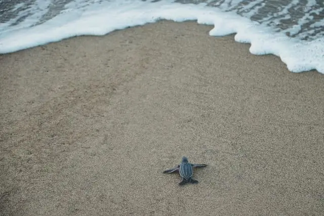 Огни на рыболовных сетях спасают черепах и дельфинов