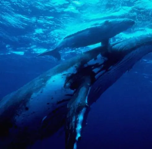 Киты могут быть обязаны своим эффективным пищеварением миллионам крошечных микробов