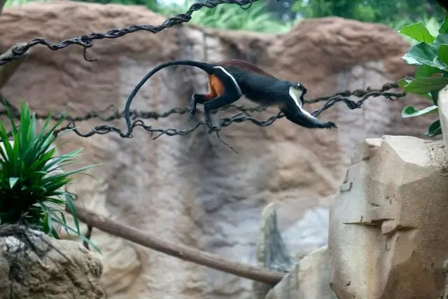 Дикая природа в тропиках больше всего пострадала от вырубки лесов